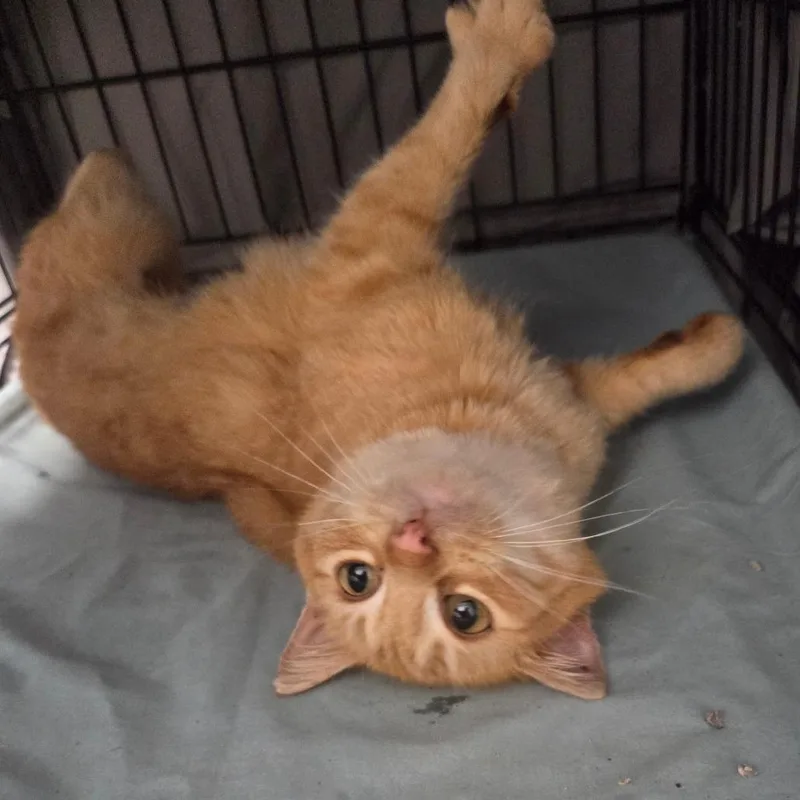 Clemintine thumbnail 2