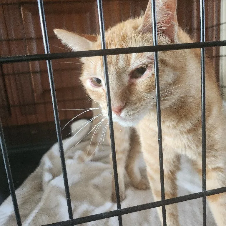 A young small-sized female Orange / Red Domestic Short Hair cat named Honey for adoption in Long Beach, CA