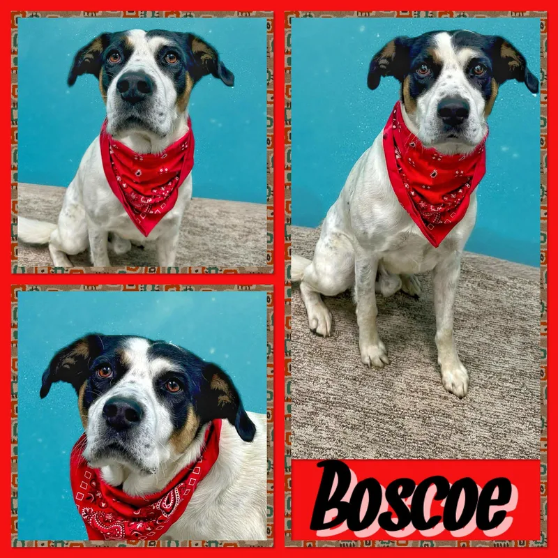 Boscoe