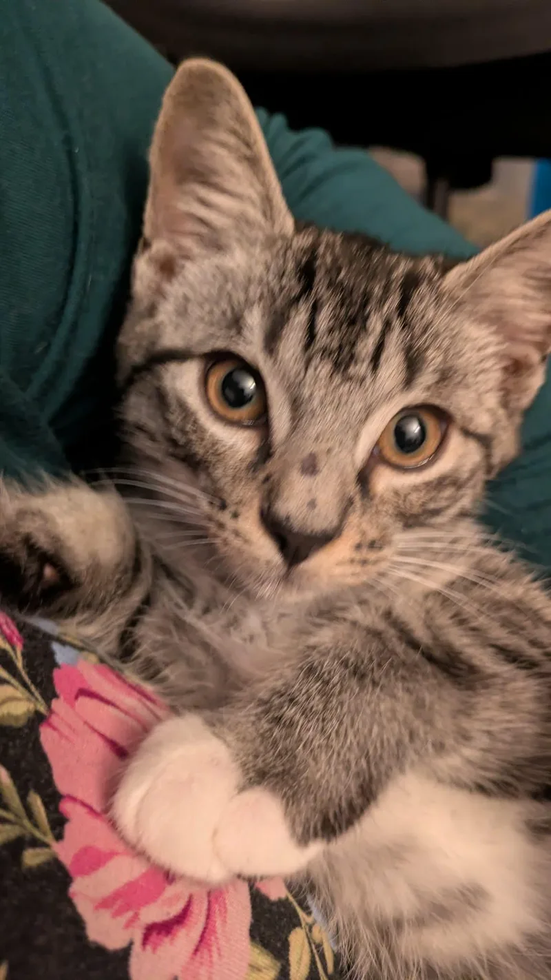 A baby medium-sized male Tabby (Gray / Blue / Silver) Tabby cat named Easton for adoption in Fairborn, OH