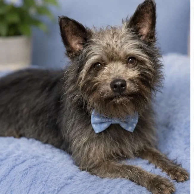 Chance Gs thumbnail 3