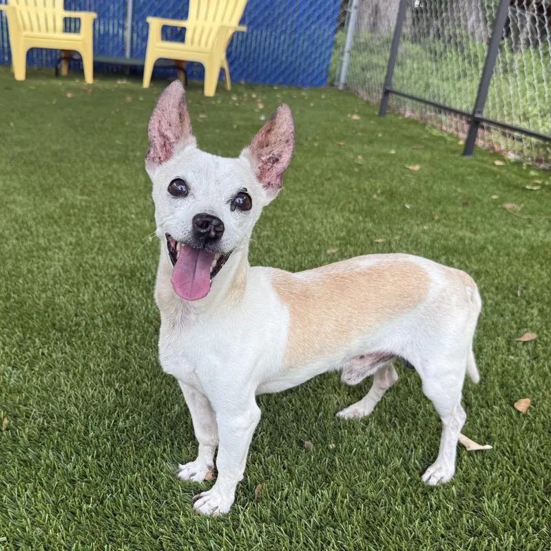 An adult small-sized male Chihuahua dog named Pookie for adoption in Plant City, FL