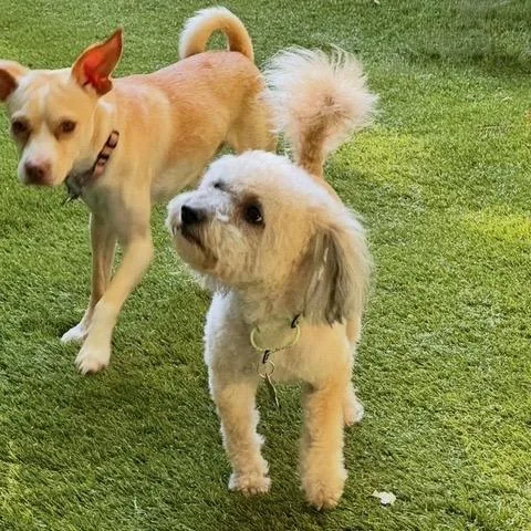 An adult small-sized male White / Cream Poodle dog named Marbles for adoption in San Francisco, CA