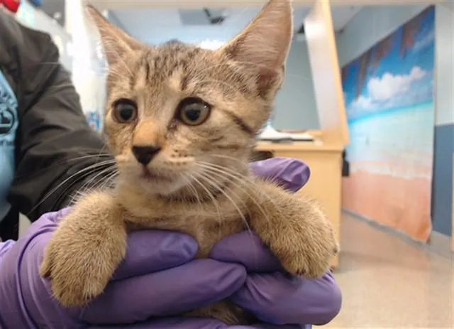 A baby small-sized female Domestic Short Hair cat named Rose for adoption in Miami, FL