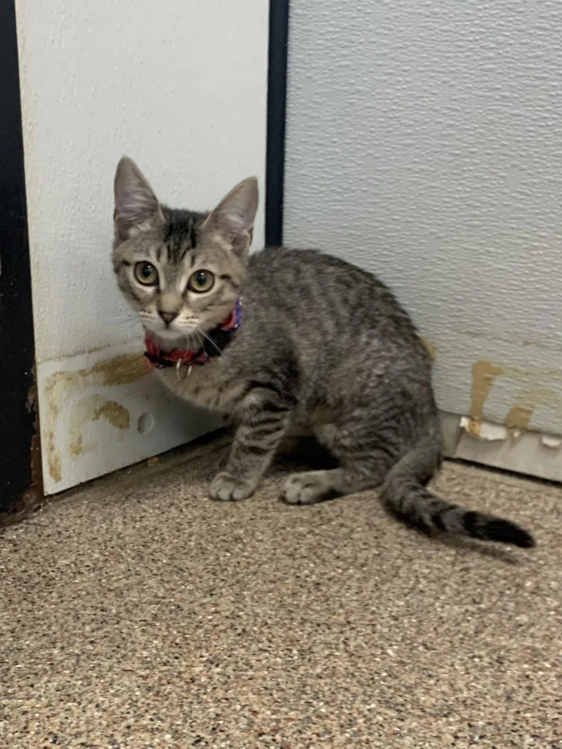 A baby medium-sized female Domestic Short Hair cat named Raisin for adoption in Sanford, FL
