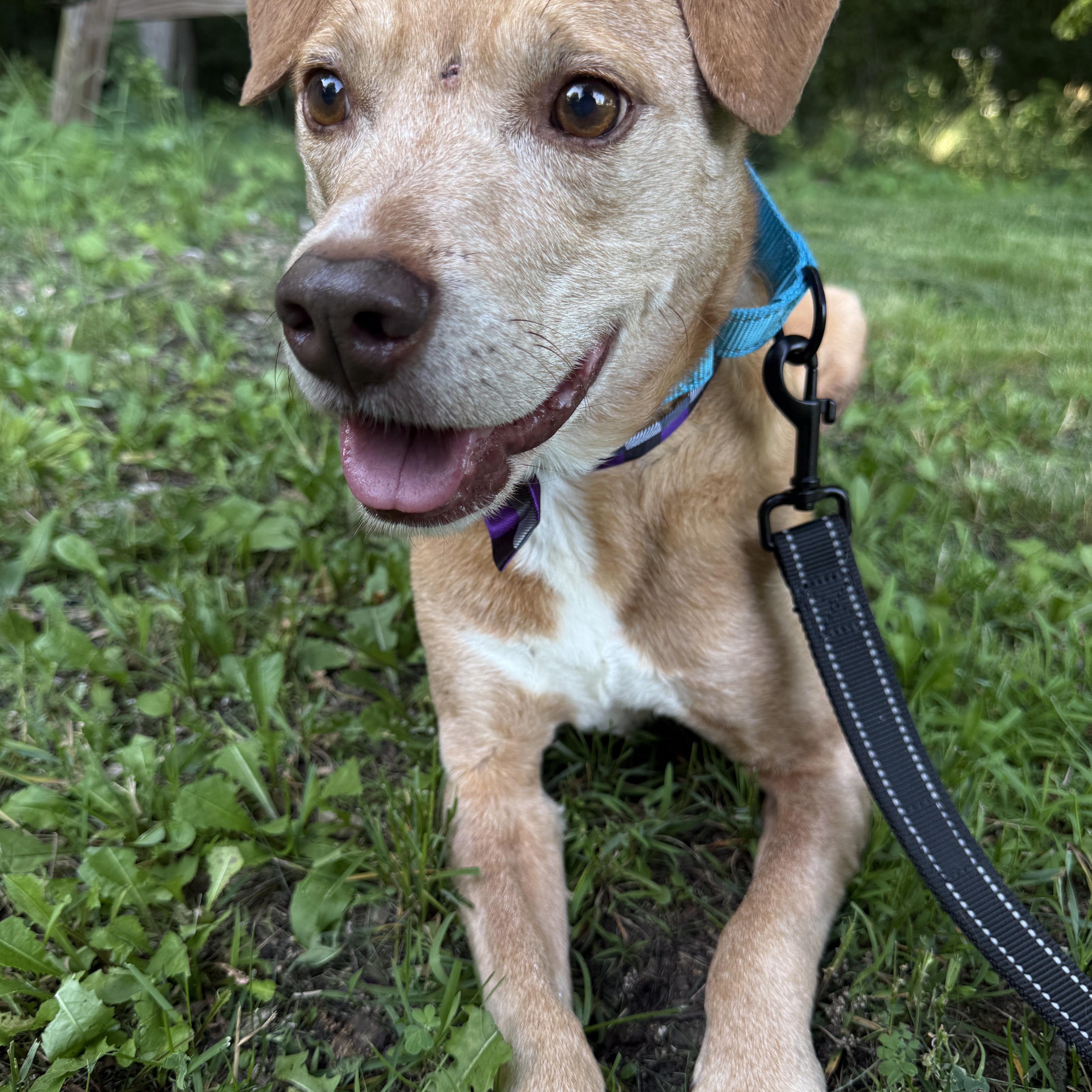 A senior medium-sized male Golden Mountain Cur dog named Clark for adoption in Milwaukee, WI
