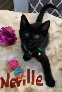 Neville