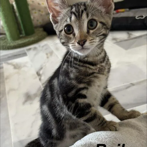 A baby small-sized male Tabby (Brown / Chocolate) Domestic Short Hair cat named Bail for adoption in Seven Valleys, PA