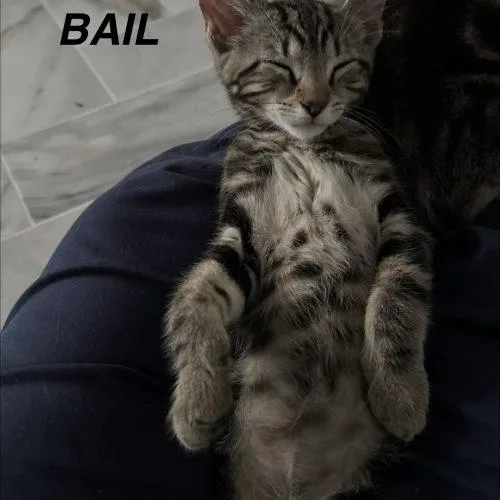 Bail thumbnail 2