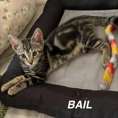 Bail thumbnail 3