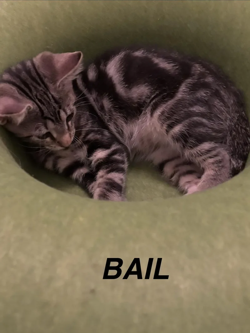Bail thumbnail 4