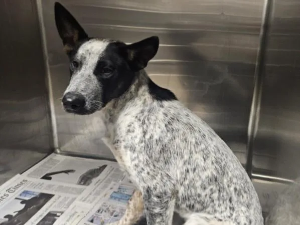 A young medium-sized female Australian Cattle Dog / Blue Heeler dog named Stormie for adoption in Van Nuys, CA