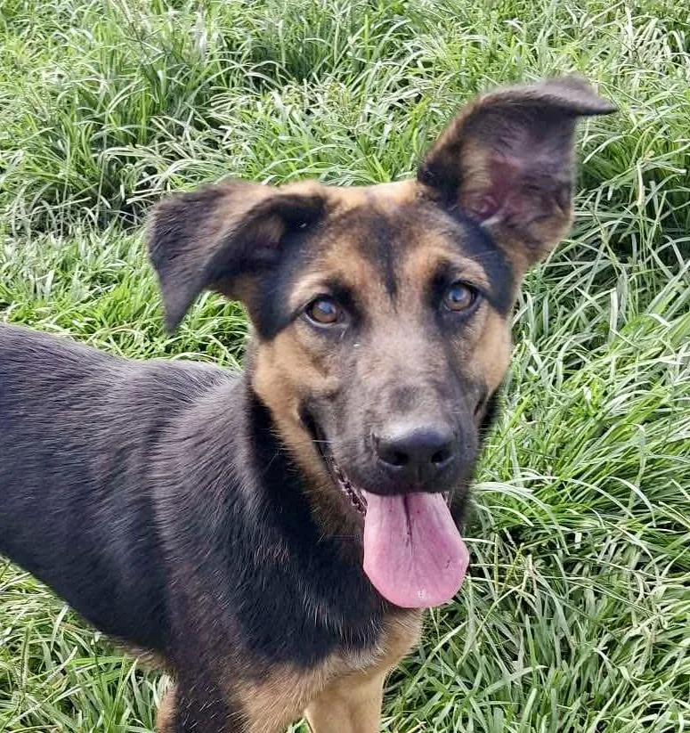 A baby large-sized female Black Shepherd dog named Blossom for adoption in Tomball, TX