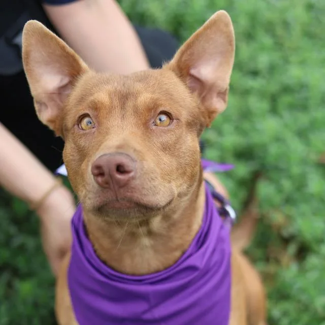 An adult small-sized female Terrier dog named Betty Boop for adoption in San Antonio, TX