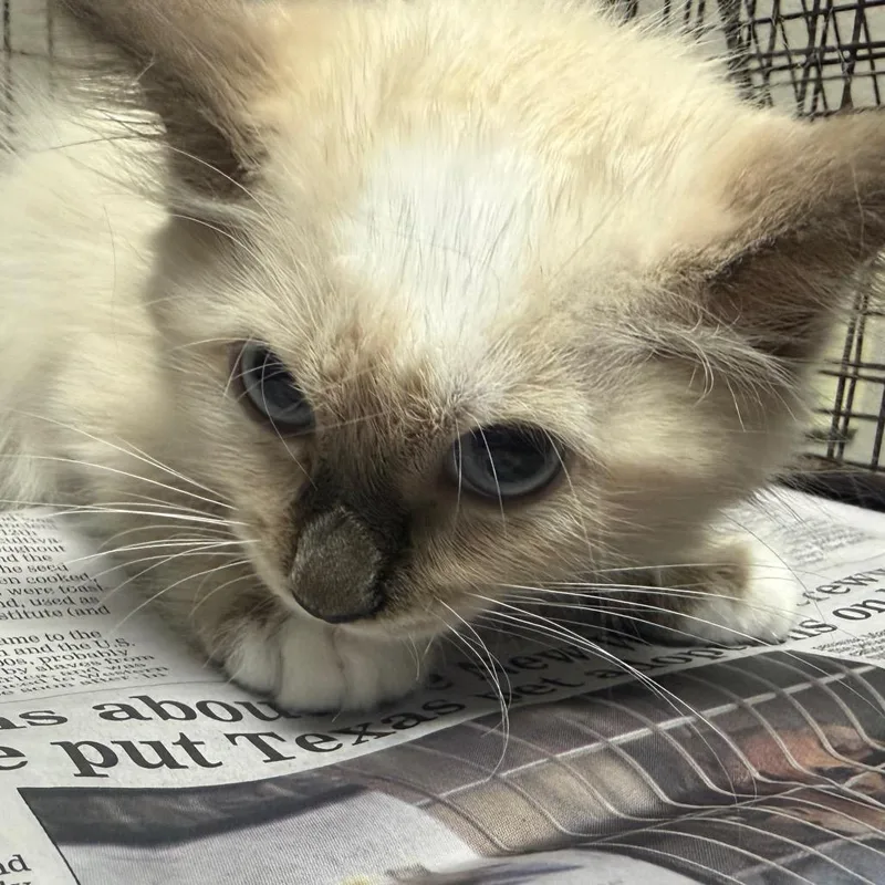 A baby small-sized female White Domestic Medium Hair cat named Elizabeth Swan for adoption in Yuma, AZ