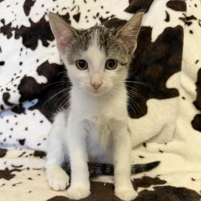 A baby small-sized female White Domestic Short Hair cat named Fruity Pebbles for adoption in Buffalo, MN