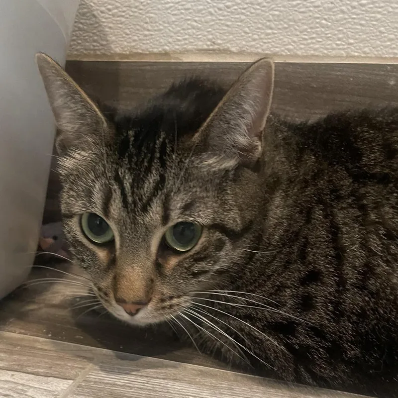 An adult small-sized male Domestic Short Hair cat named Spicy for adoption in West Des Moines, IA