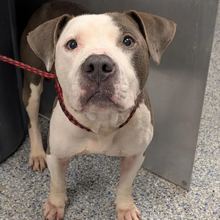 An adult medium-sized male Gray / Blue / Silver Mixed Breed dog named Llama for adoption in Greenville, SC