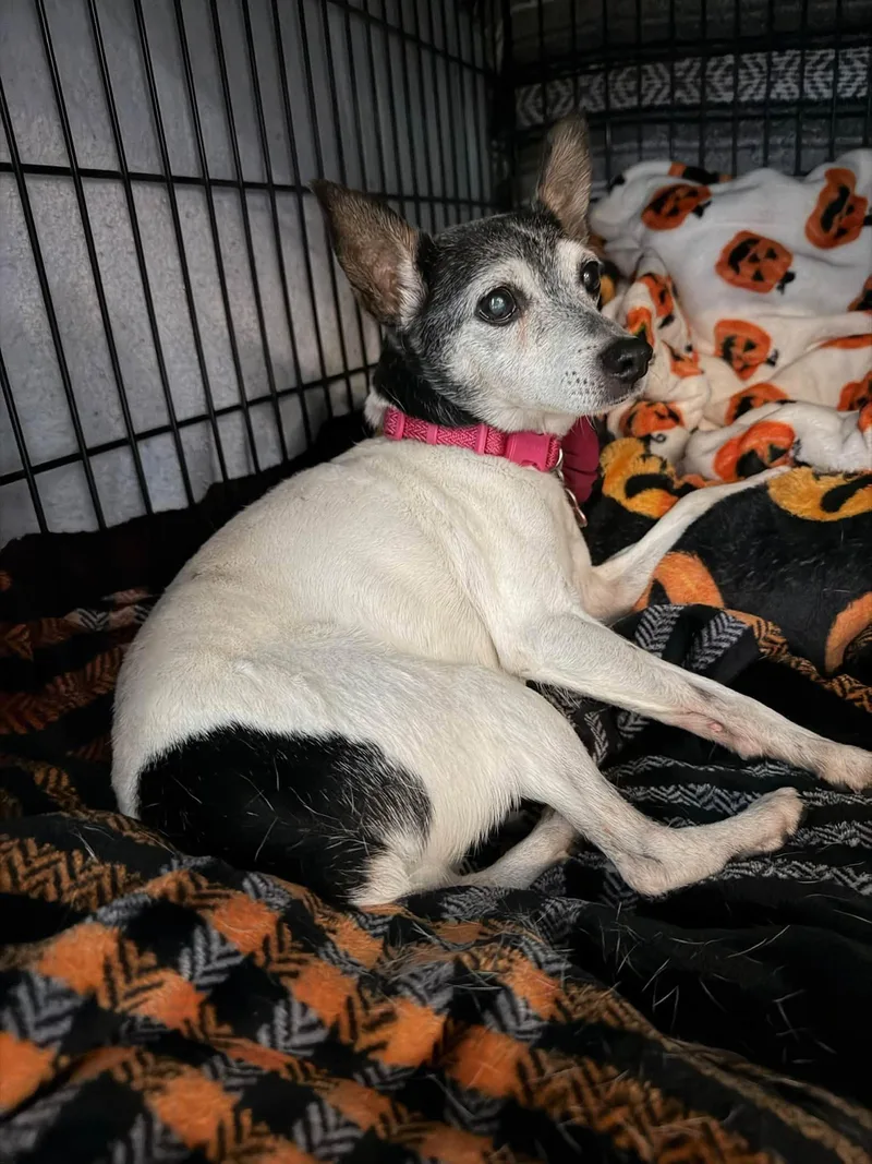 A senior small-sized female Rat Terrier dog named Penny for adoption in Shawnee, KS