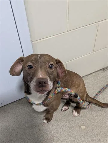 An adult medium-sized female Dachshund dog named Molly for adoption in Dayton, OH