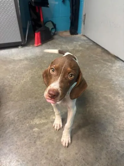 A baby medium-sized male Coonhound dog named Tic for adoption in Paducah, KY