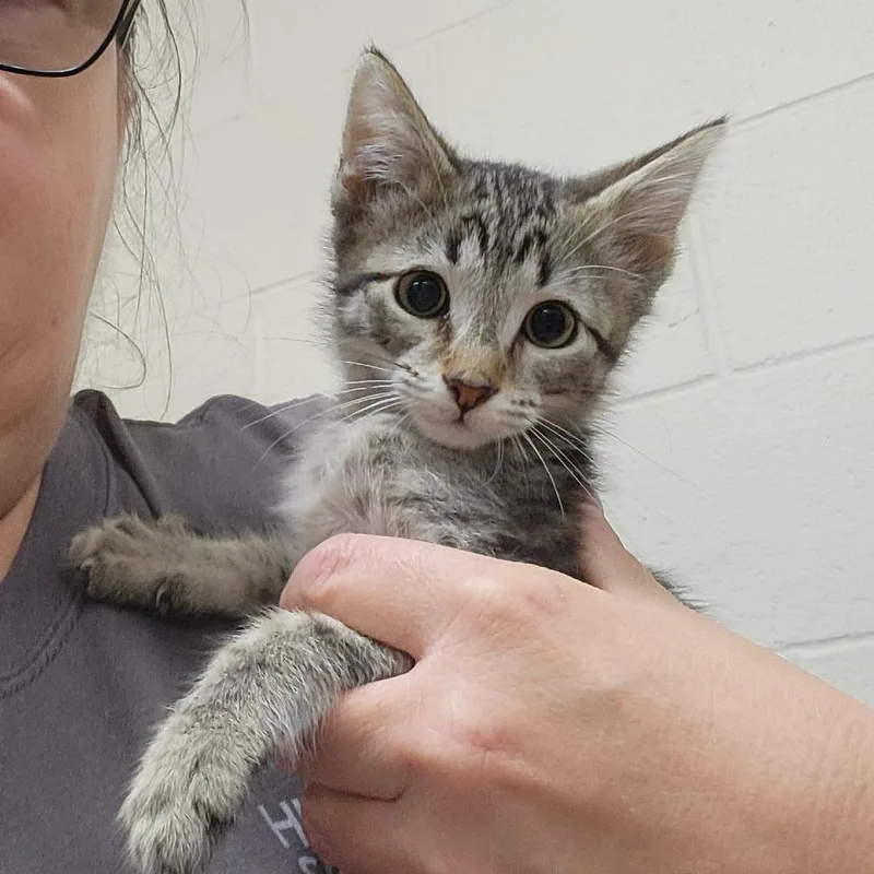 A baby small-sized male Brown / Chocolate Domestic Short Hair cat named Lynlyn for adoption in Grand Rapids, MI