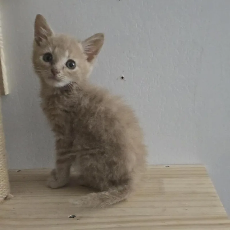 A baby small-sized male Buff / Tan / Fawn Domestic Short Hair cat named Chicken Nugget for adoption in Ringtown, PA