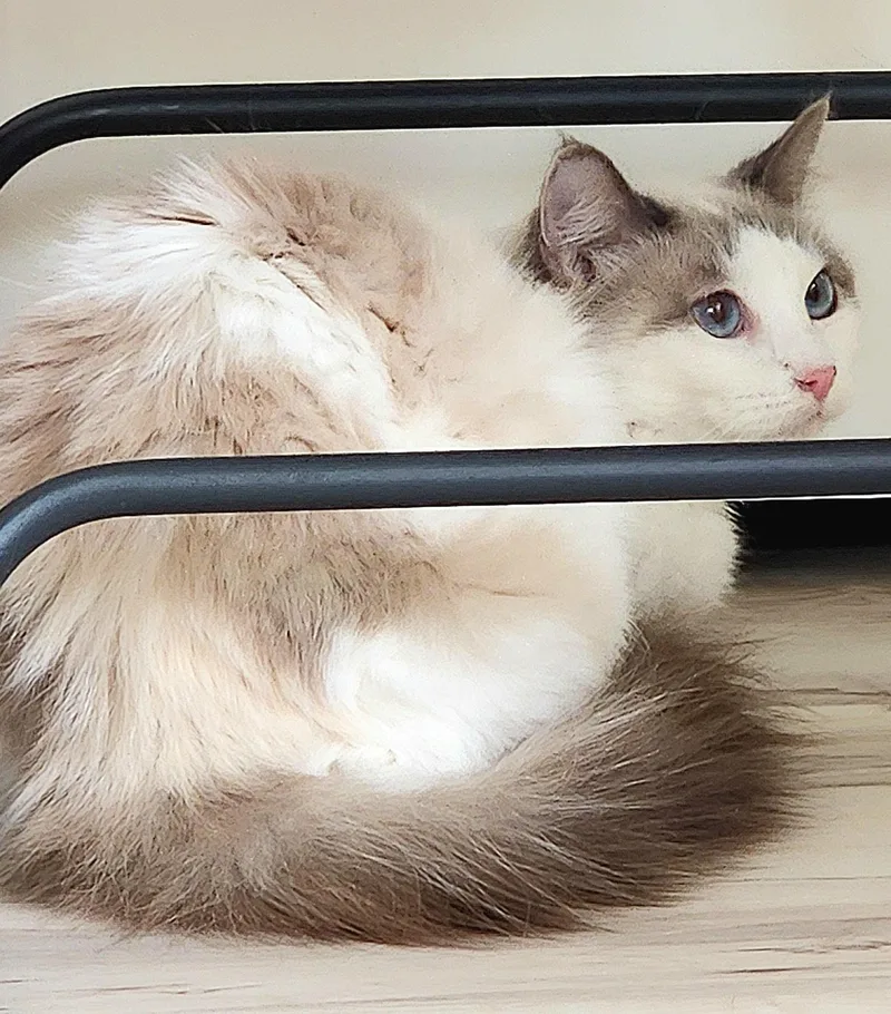 Cashmere thumbnail 2