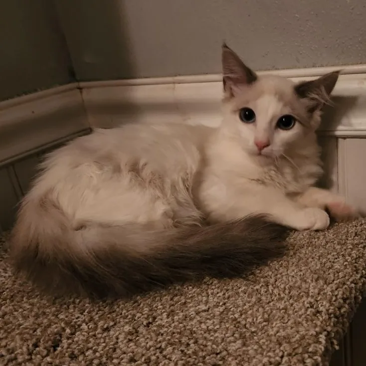 Cashmere thumbnail 3