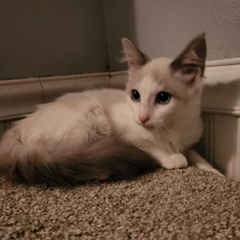 Cashmere thumbnail 4