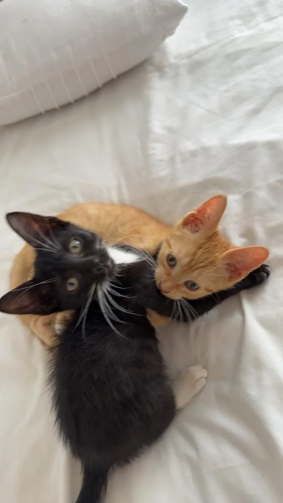 A baby small-sized male Orange & White Domestic Short Hair cat named Tigger for adoption in Wellington, FL