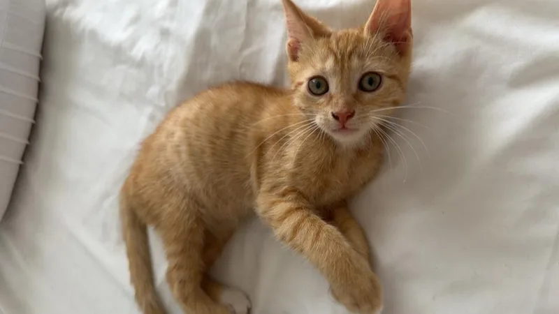 Tigger thumbnail 2
