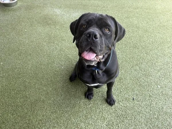 An adult extra large-sized male Mastiff dog named Kane for adoption in El Cajon, CA