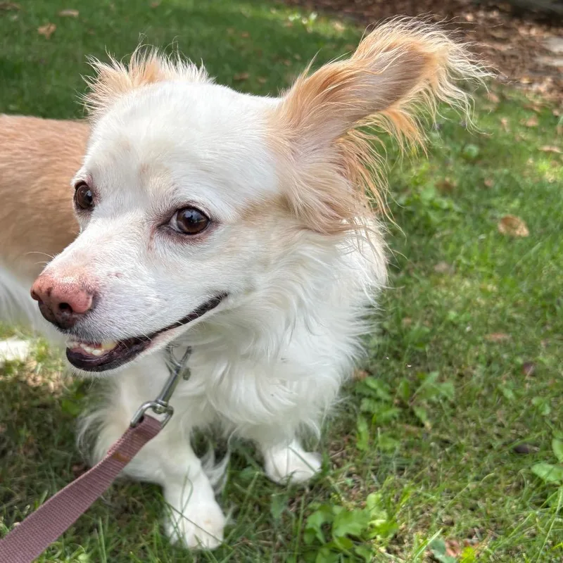 An adult small-sized male Spaniel dog named Grogu for adoption in San Jacinto, CA