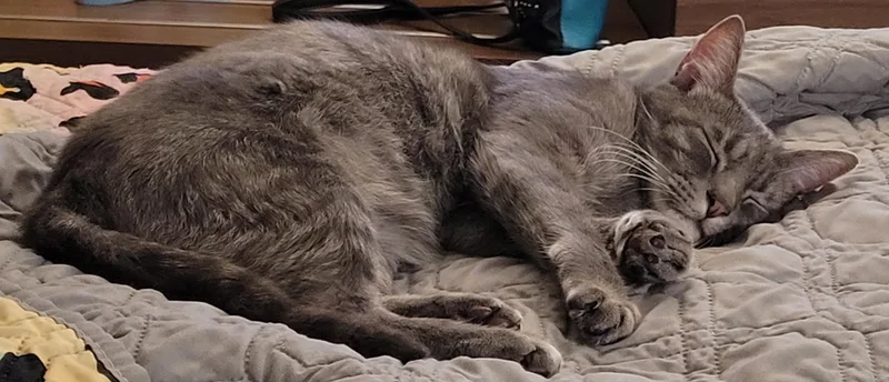 Meet Felicity – A thumbnail 2