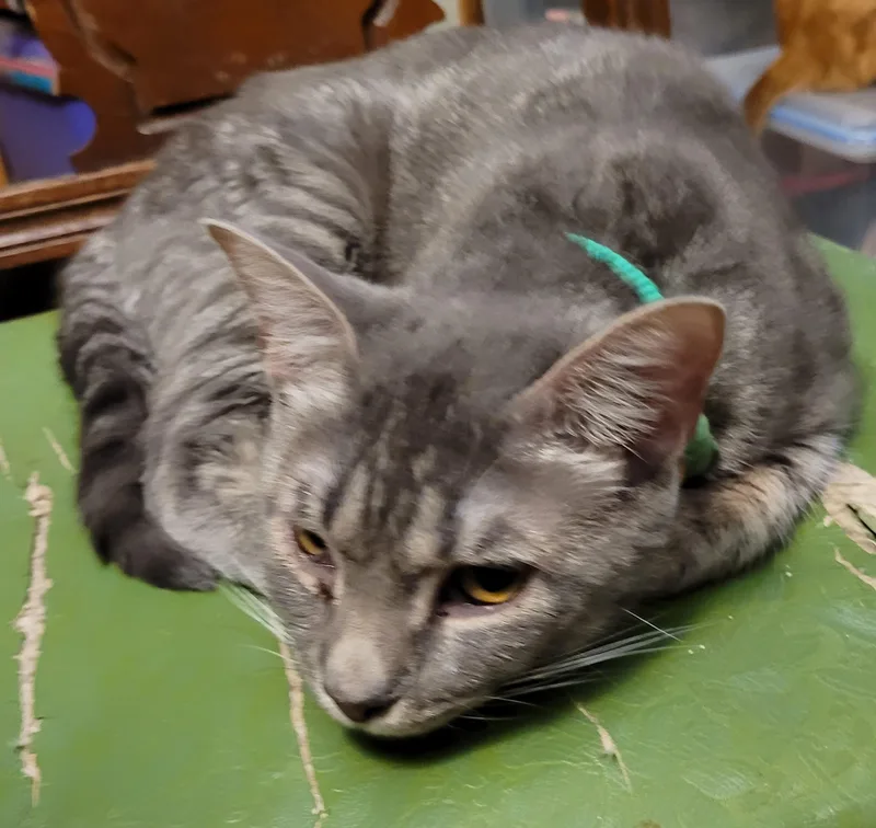 Meet Felicity – A thumbnail 4