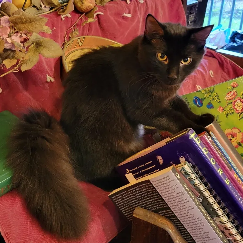A young medium-sized female Domestic Medium Hair cat named Molly for adoption in Export, PA