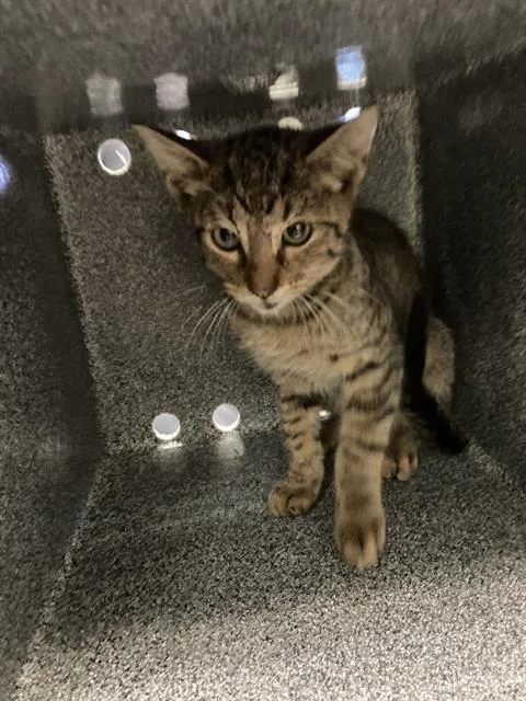 A baby small-sized male Domestic Short Hair cat named Smith for adoption in Dallas, TX