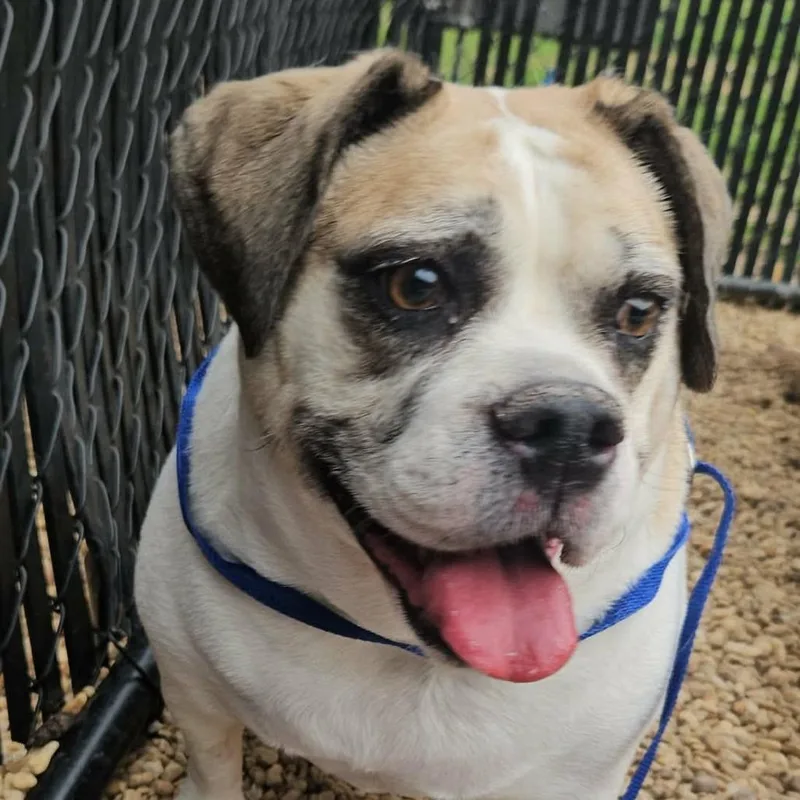 An adult medium-sized female Brown / Chocolate English Bulldog dog named Pretty for adoption in Quakertown, PA