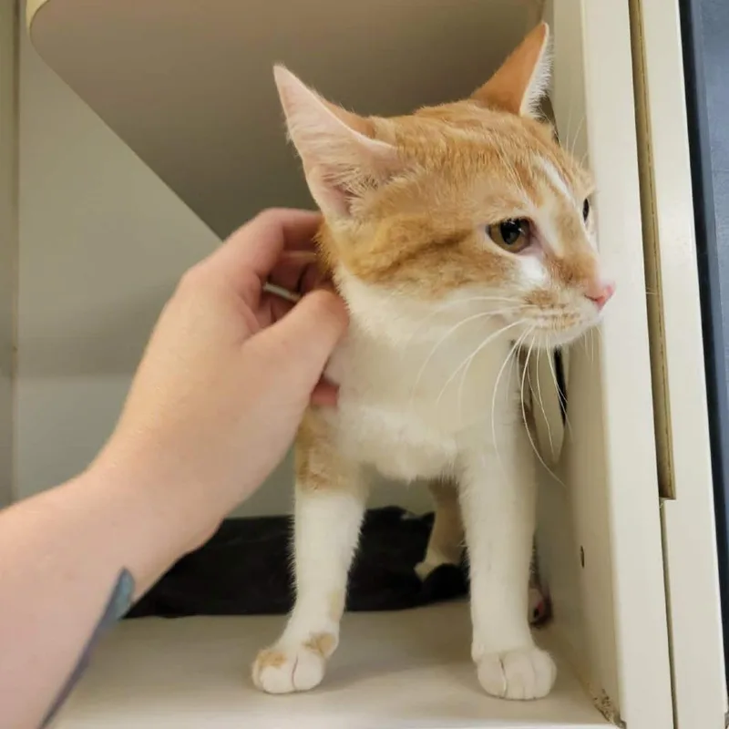 An adult medium-sized female Orange / Red Domestic Short Hair cat named Demi for adoption in Columbia, MO