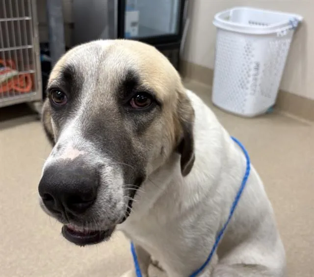 An adult large-sized male Anatolian Shepherd dog named Sasquatch for adoption in Grand Prairie, TX