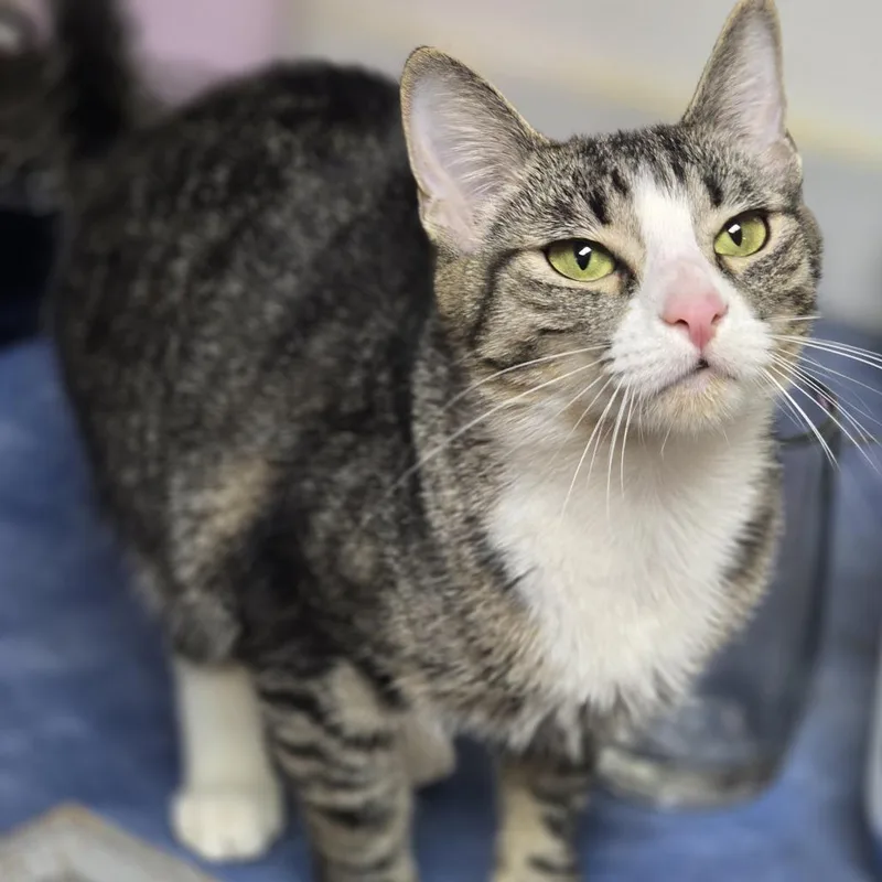 A young medium-sized female Domestic Short Hair cat named Honey for adoption in Jarrettsville, MD