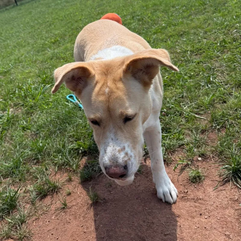 A senior medium-sized female Yellow / Tan / Blond / Fawn Labrador Retriever dog named Taylor for adoption in York, PA