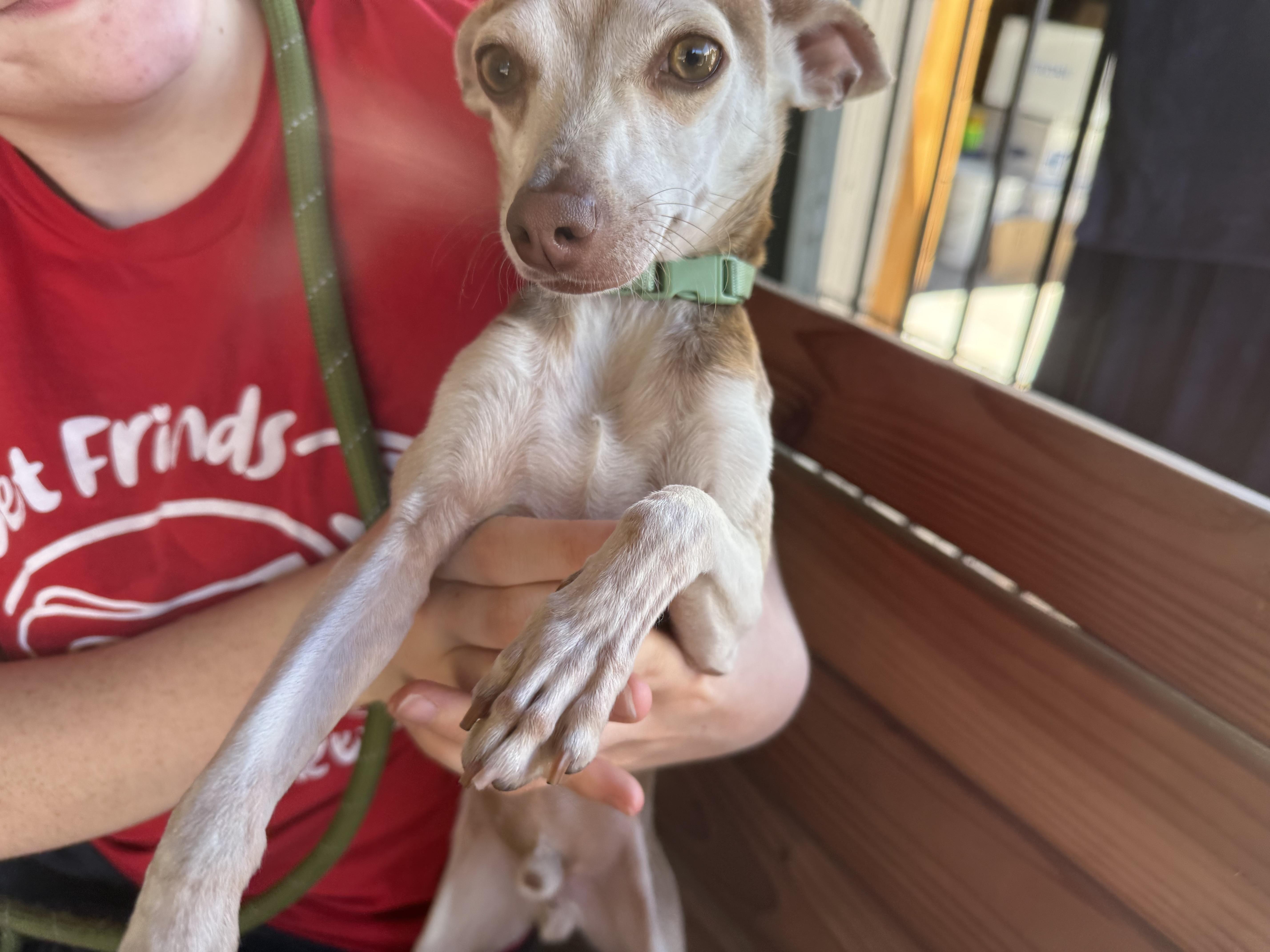 Ollie Pop thumbnail 2