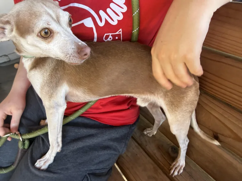 Ollie Pop thumbnail 3