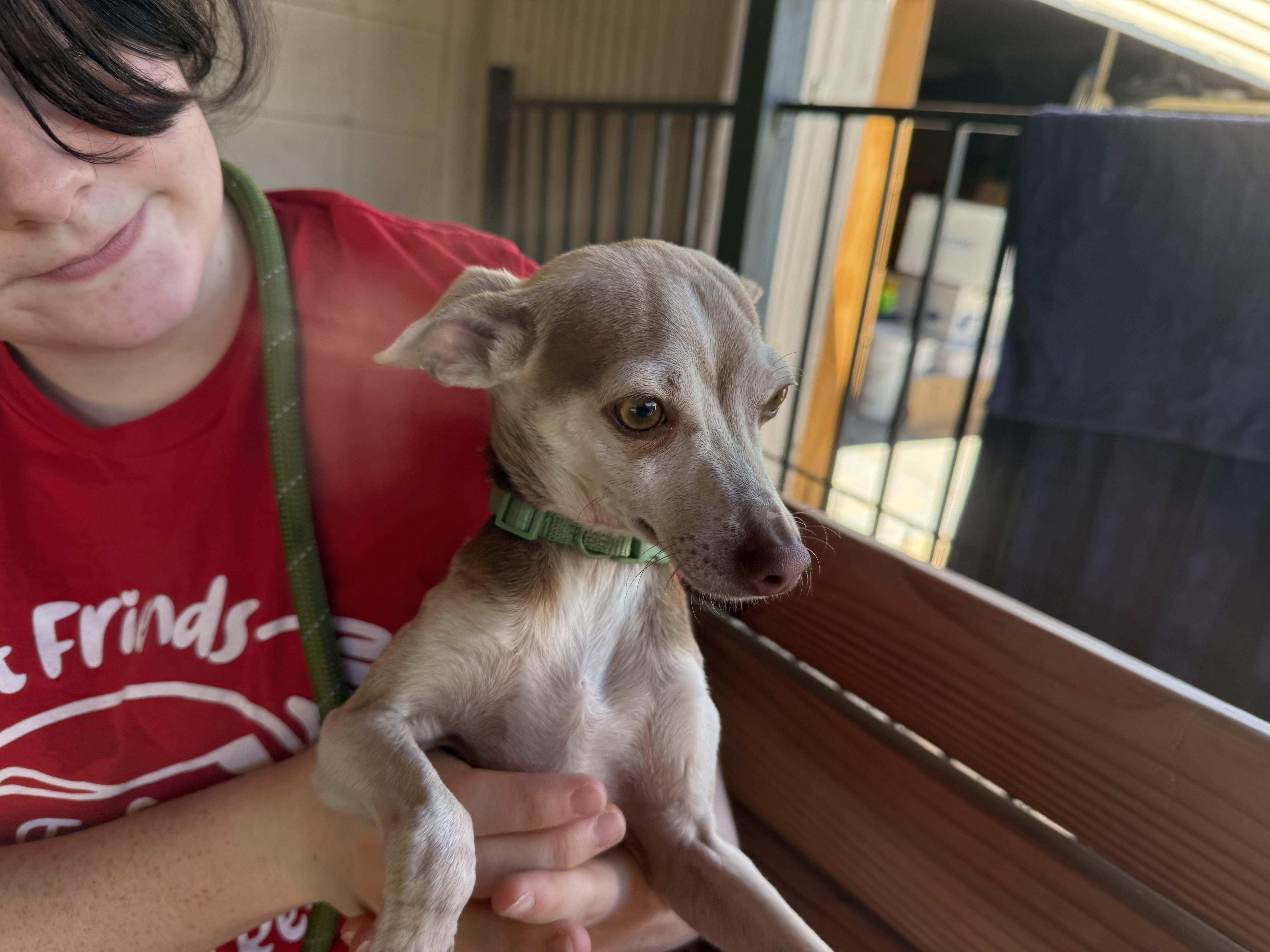 Ollie Pop thumbnail 4