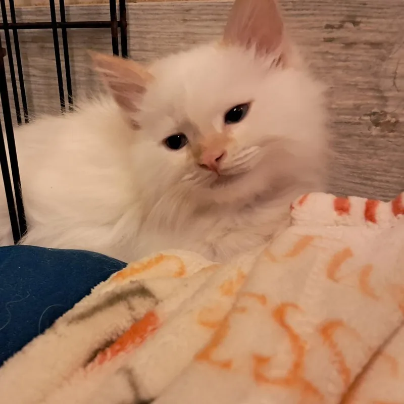 A baby small-sized male White Domestic Long Hair cat named Roman for adoption in Concord, NH