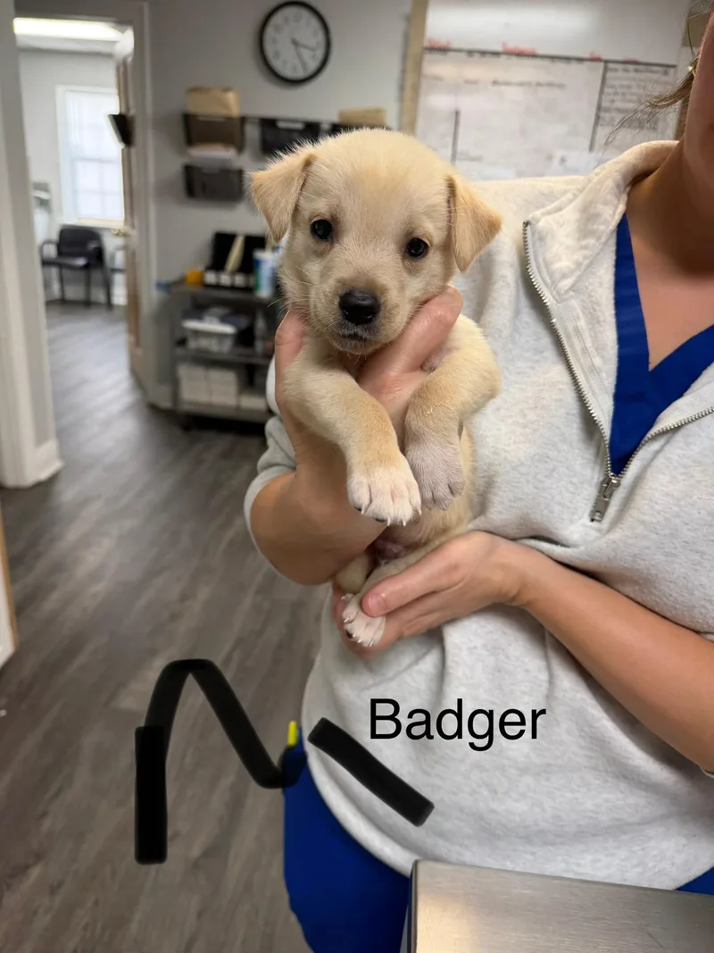 A baby medium-sized male Retriever dog named B litter Badger for adoption in Semmes, AL