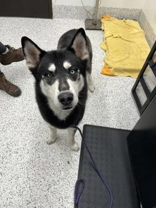 An adult extra large-sized male Husky dog named Lake for adoption in Atlanta, GA