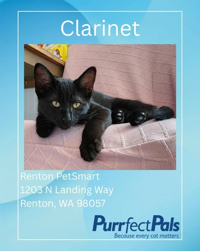 A young medium-sized female Black Domestic Short Hair cat named Clarinet for adoption in Arlington, WA